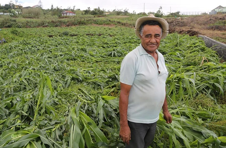 agriculture Piton Hyacinthe