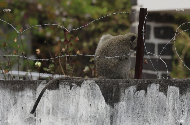 Ils tentent de capturer un singe, au Port