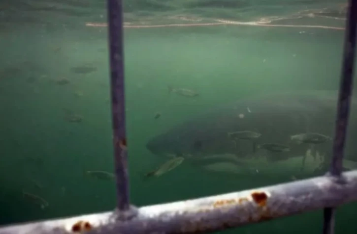 Un requin blanc, au large du Cap (Afrique du Sud), le 30 mars 2010 ( AFP / GIANLUIGI GUERCIA )