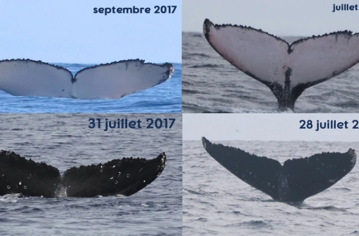 Les baleines Nairobi et Uvale observées hier ont déjà été photo-identifiées en 2017