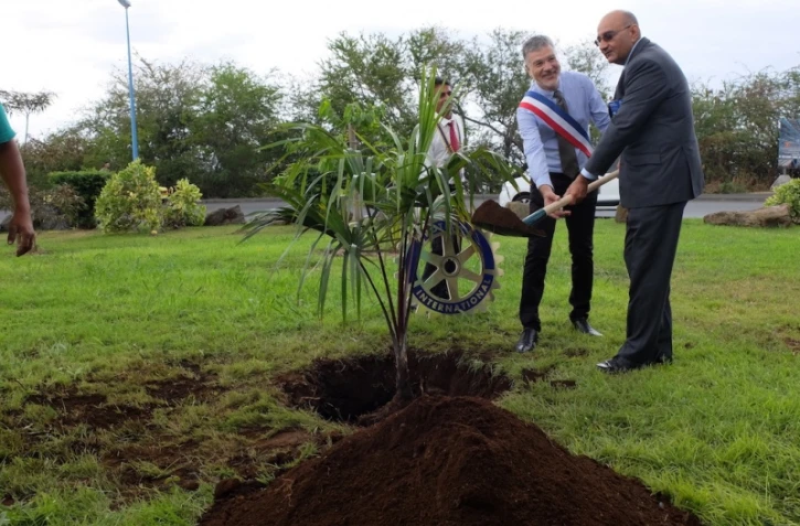 Plantation d\'un latanier rouge à La Possession