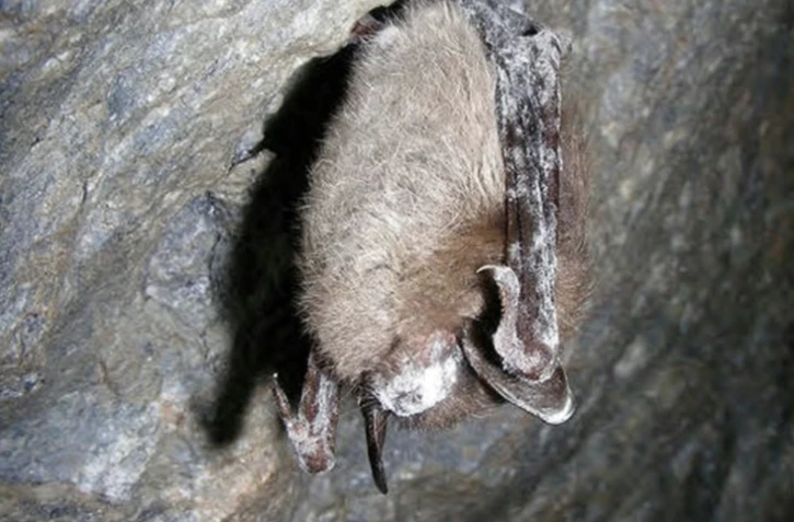 Photo non datée fournie par l'US Fish & Wildlife Service montre une chauve-souris dans le Vermont infectée par la maladie ( US FISH & WILDLIFE SERVICE / Handout )