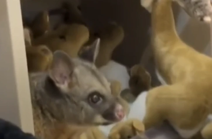 Australie : un opossum sauvage se planque au milieu des peluches de la boutique d’un aéroport