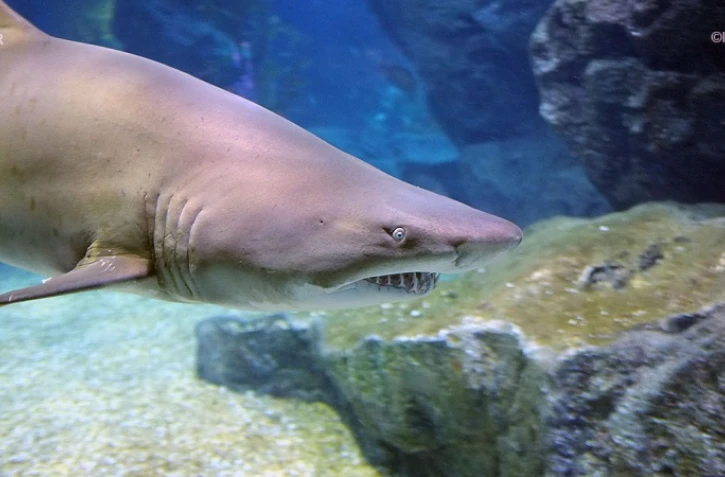 requins 