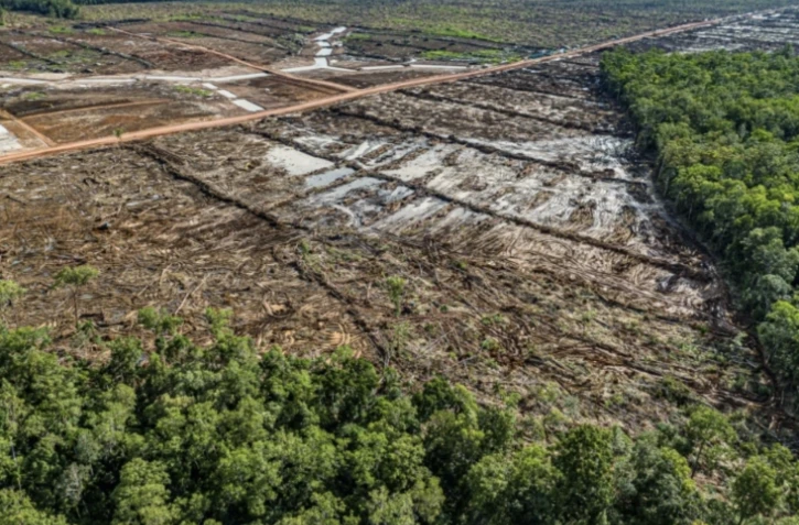 Vue d'une zone déboisée qui sera convertie en plantation de cannes à sucre à Mandiri Jagebob, dans la région de Merauke, en Papouasie du Sud, le 17 mars 2025 ( MIGHTY EARTH / Yusuf WAHIL )