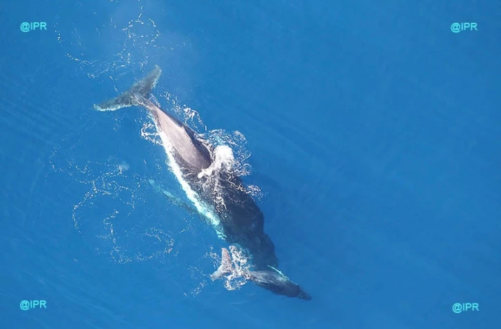 Baleines 