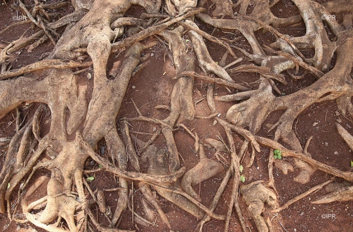 Arbres 
