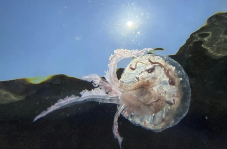 Des méduses aux abords d'une plage à Ajaccio, en Corse, le 18 juin 2022