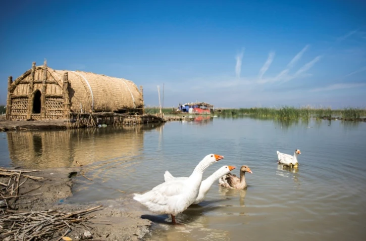 Une maison flottante et des oies sur les marais du sud de l'Irak, le 29 mars 2019 à Chibayich