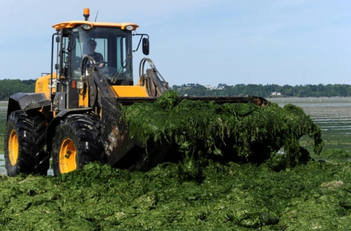 Un tracteur retire les algues vertes dans une plage de Saint-Michel-en-Grève, dans l'ouest de la France, le 2 mai 2017