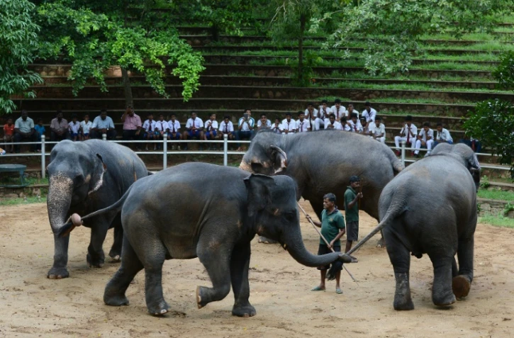 Des éléphants lors de leurs exercices quotidiens au zoo de  Dehiwala, près de Colombo, le 18 juin 2016.