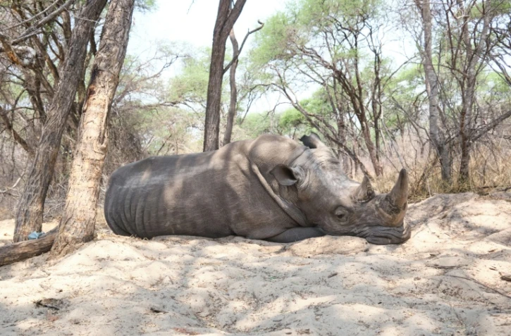 Un rhinocéros dort sous un arbre au parc national de Hwange, au Zimbabwe, le 8 octobre 2025