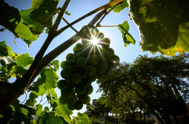 Des grappes de raisin du domaine du Château Cicéron, le 26 juillet 2023 à Ribaute dans l'Aude