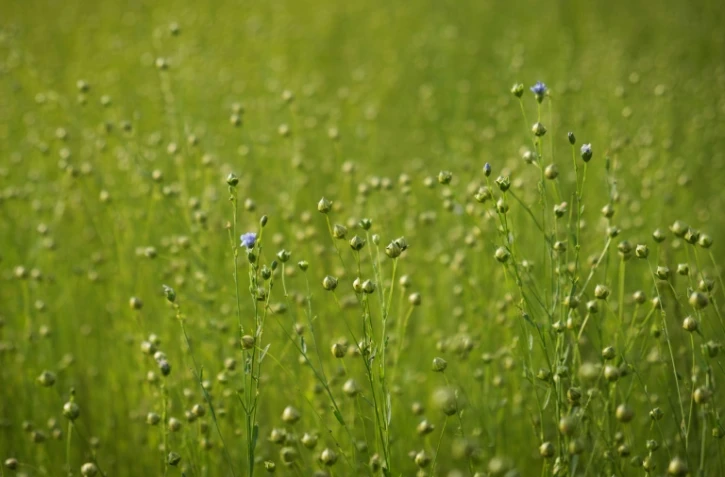 Un champ de lin Ă Saint-Philbert-sur-Risle, dans le nod de la France, le 8 juillet 2018