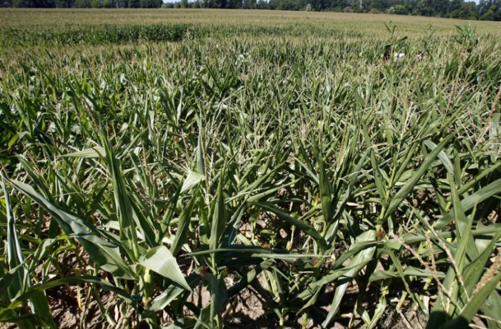 AGRICULTUREOGM-ENVIRONNEMENT-MANIFESTATION