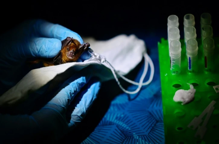 Le vétérinaire Omar Garcia prélève le sang d'une chauve-souris dans le Yucatan (sud-est du Mexique) le 29 mars 2023 dans le cadre d'une étude sur la prévention des zoonoses