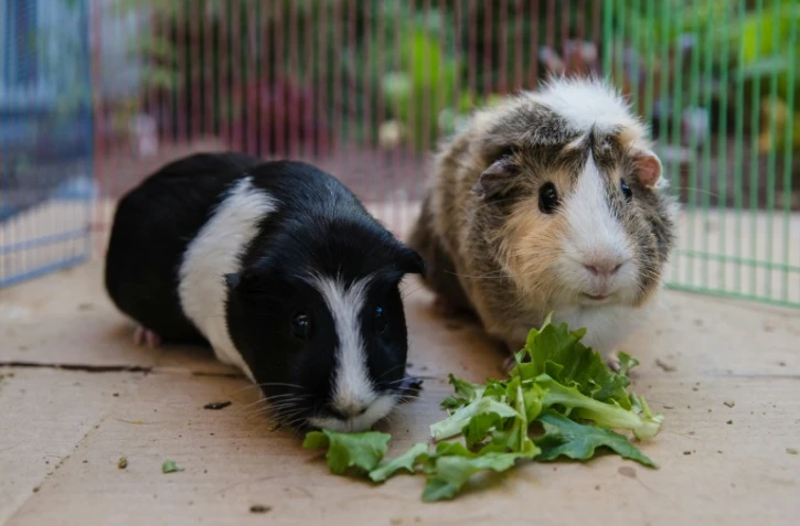 Emi (gauche) et Ally (droite) mangent de la laitue Ă San Diego, en Californie, le 21 avril 2020