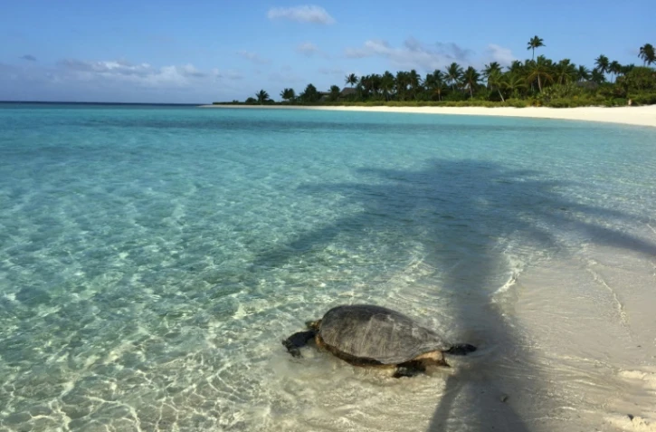 Photographie diffusée le 12 septembre d'une tortue sur une plage de l'îlot de Tetiaroa, en Polynésie française dans l'océan Pacifique, ayant appartenu à Marlon Brando