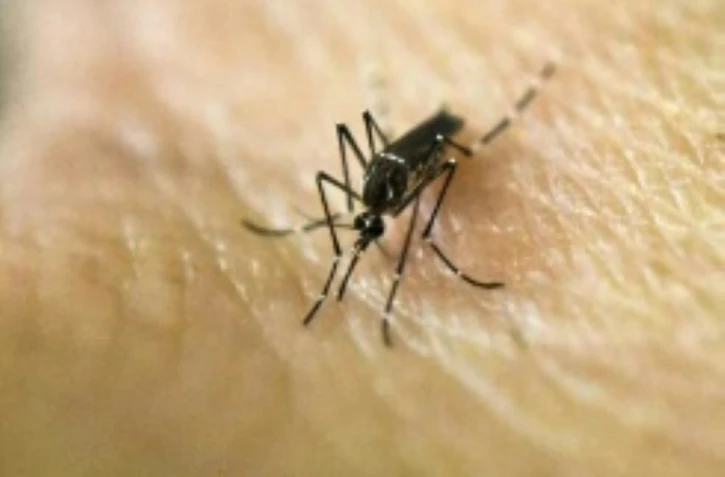 Des habitants de Miami se demandent si le pesticide pour détruire les moustiques qui transmettent le virus Zika n'est pas pire que le mal