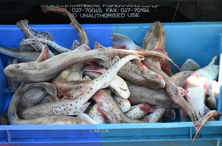 Des dizaines de bateaux s'apprêtent à bloquer l'entrée de ferries venant de Grande-Bretagne dans trois ports de la Manche française: Saint-Malo la bretonne, Ouistreham la normande puis Calais la gardienne du Nord
