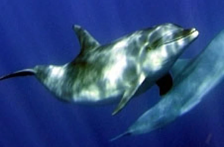 Dauphin (photo d'archives Antoine Pillon)