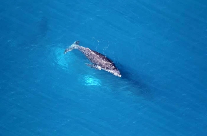 Baleine au large de la baie de Saint-Paul