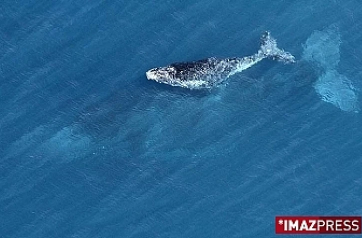 Baleines (photo d'archives)