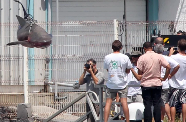 Jeudi 29 Septembre 2011
Capture d'un requin bouledogue