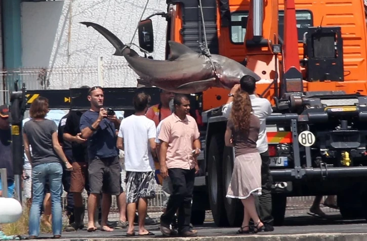 Jeudi 29 Septembre 2011

Capture d'un requin bouledogue