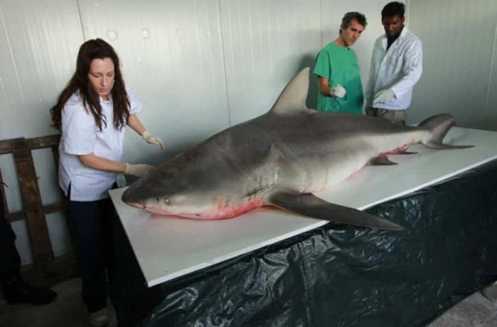Jeudi 29 Septembre 2011
Capture d'un requin bouledogue