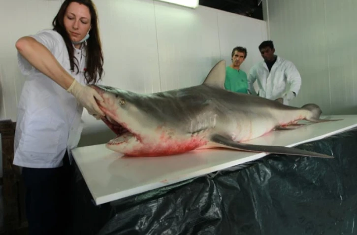 Jeudi 29 Septembre 2011
Capture d'un requin bouledogue