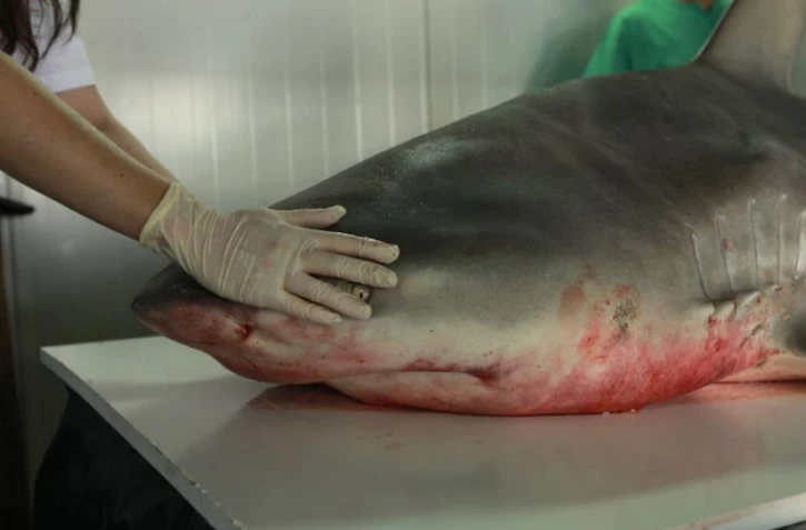 Jeudi 29 Septembre 2011

Capture d'un requin bouledogue