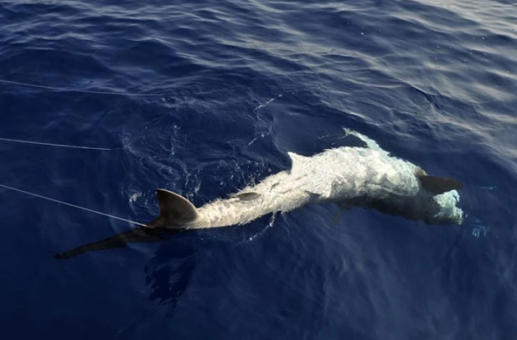Lundi 24 Octobre 2011
Marquage de requin sur la côte ouest (photo pool/Emmanuel Grondin)