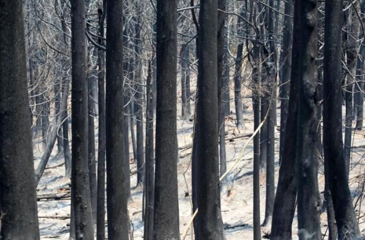 Lundi 31 Octobre 2011
Feux au MaĂŻdo