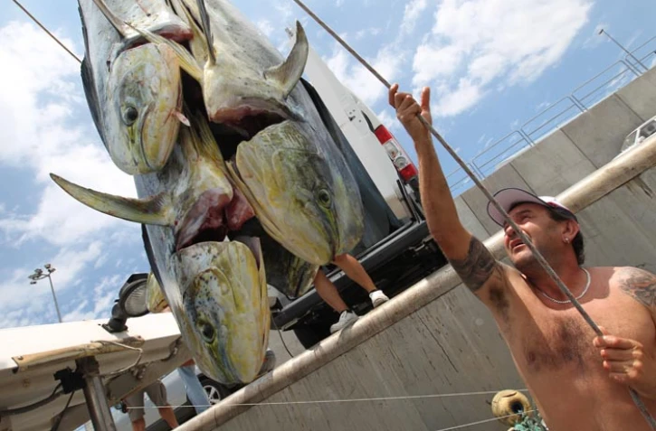 Jeudi 10 Novembre 2011

Pêche de daurades coryphène