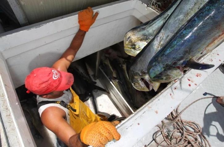 Jeudi 10 Novembre 2011
Pêche de daurades coryphène