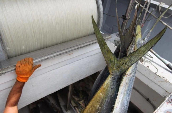 Jeudi 10 Novembre 2011
PĂȘche de daurades coryphĂšne