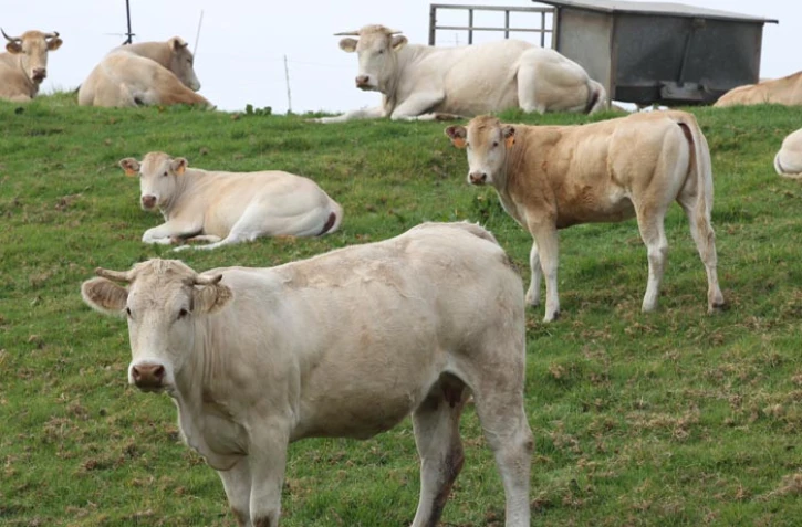 Vache dans les champs