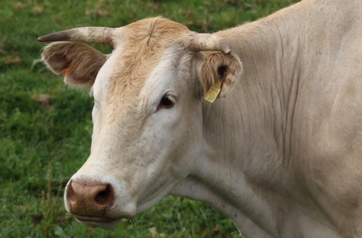 Vache dans les champs
