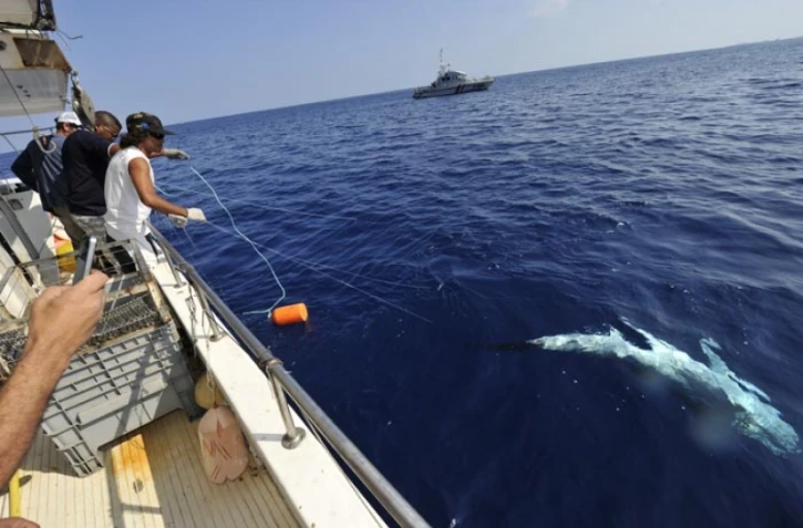 Lundi 24 Octobre 2011
Marquage de requin sur la côte ouest (photo pool/Emmanuel Grondin)