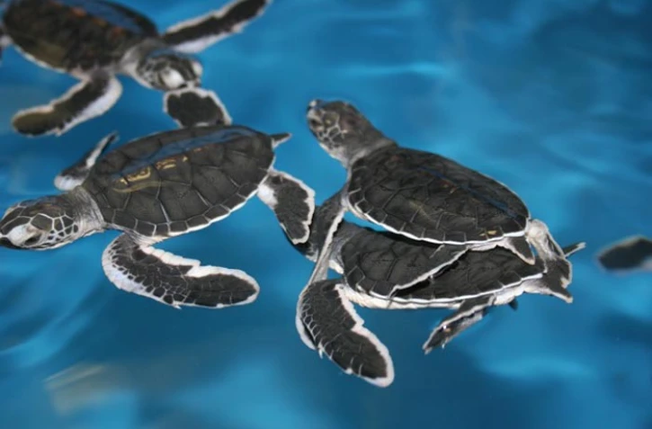 Les bébés tortues avant d'être relâchées sur la plage (photo S. Ciccione)
