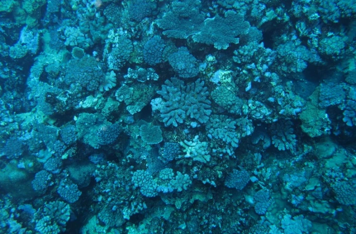 Expédition du projet Biolave (photo ARVAM)