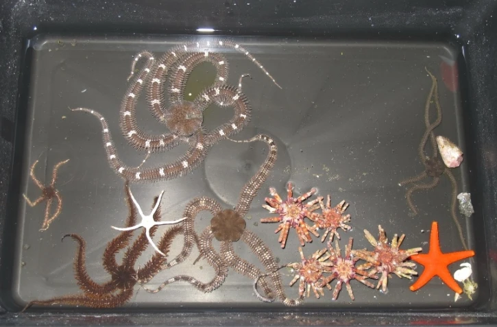 Expédition du projet Biolave (photo ARVAM)
