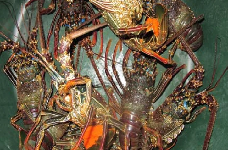 Langoustes (photo D.R)