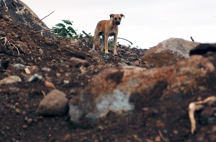 Les chiens abandonnés en période de fin d'année dépendent entièrement de la bonté de ceux qui les trouvent