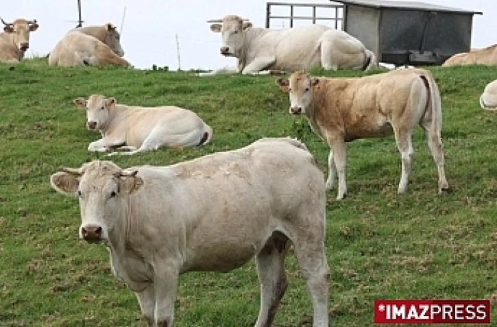 Le nouveau site TéléPAC pour la gestion des aides animaux des agriculteurs (photo archive imazpress)