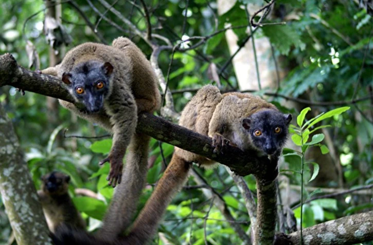 Makis de Mbouzi (Photo Sébastien Vasquez)