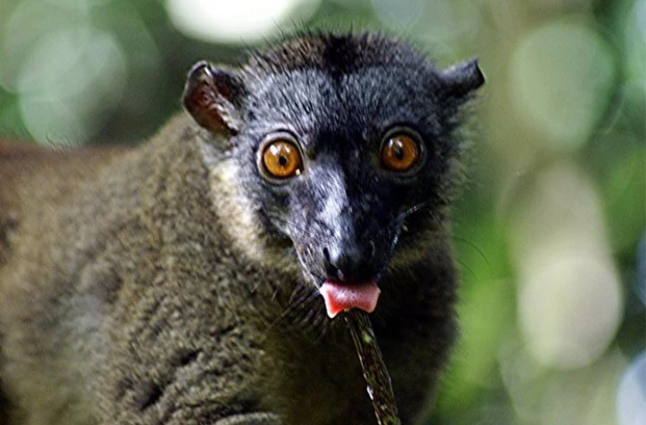Maki de M'Bouzi (photo Sébastien Vasquez)