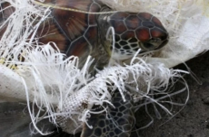 Katty, la jeune tortue verte Chelonia mydas sauvée par le bateau Océana II était prisonnière des débris d'un sac de riz (Photo Stéphane Ciccione/Kélonia)