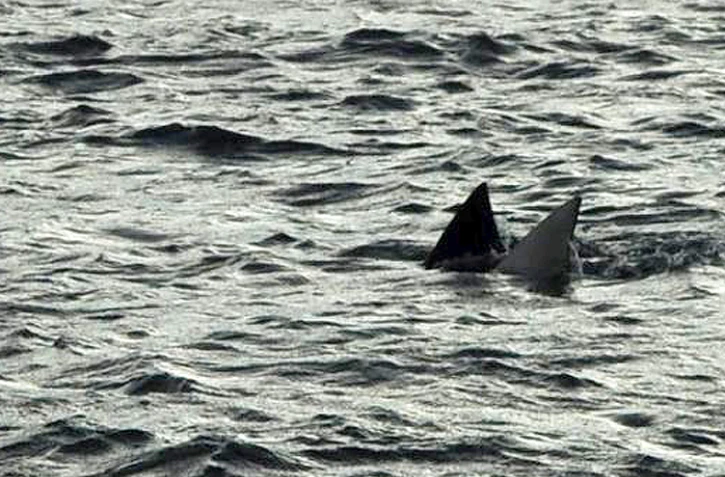 Photo prise par un touriste le mercredi 11 janvier au large du port de Saint-Leu. Il s'agissait d'une raie et non d'un requin (Photo D.R.)